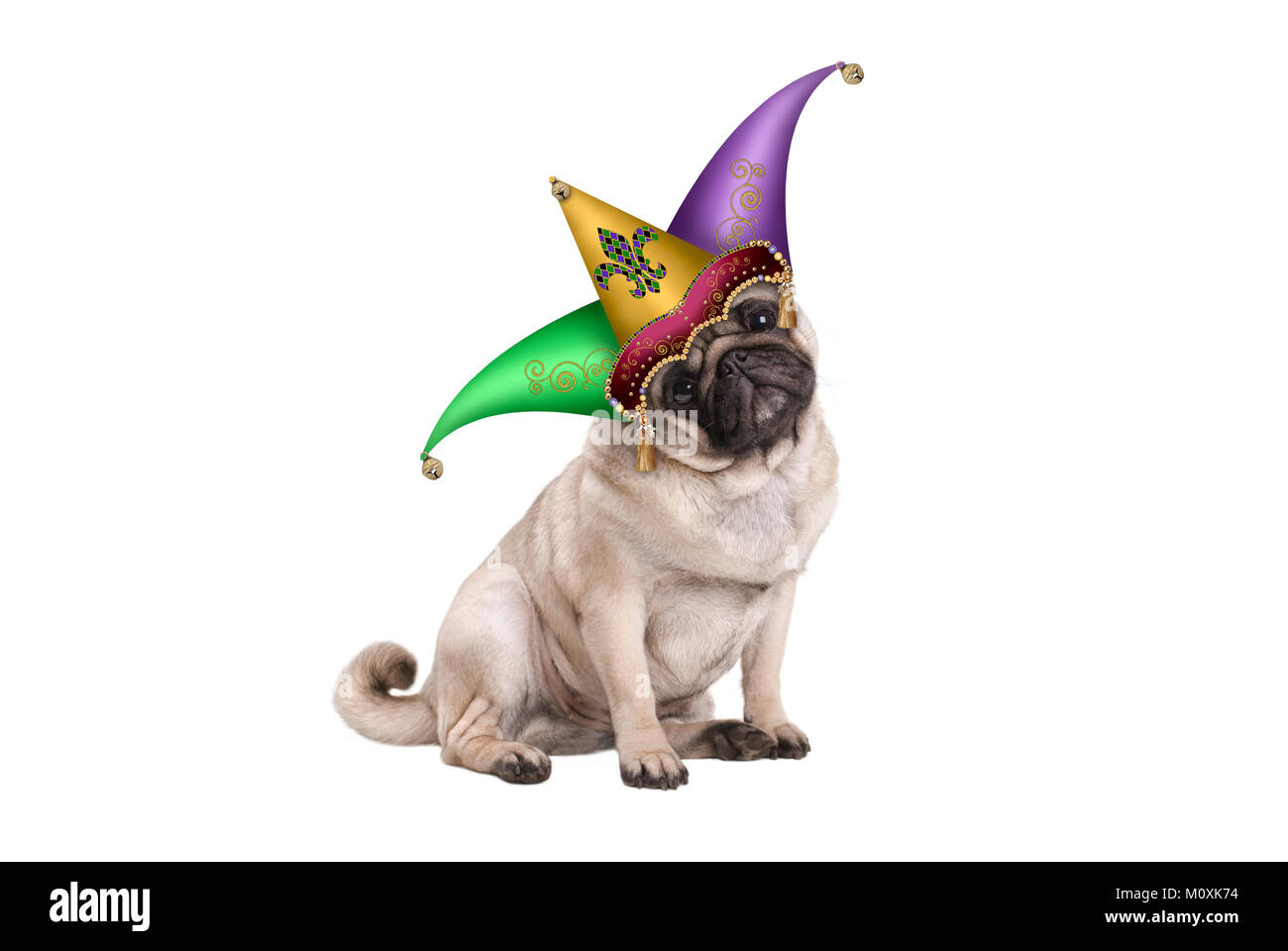 Carino il Mardi Gras carnival pug cucciolo di cane seduto con la harlequin jester hat, isolato su sfondo bianco Foto Stock