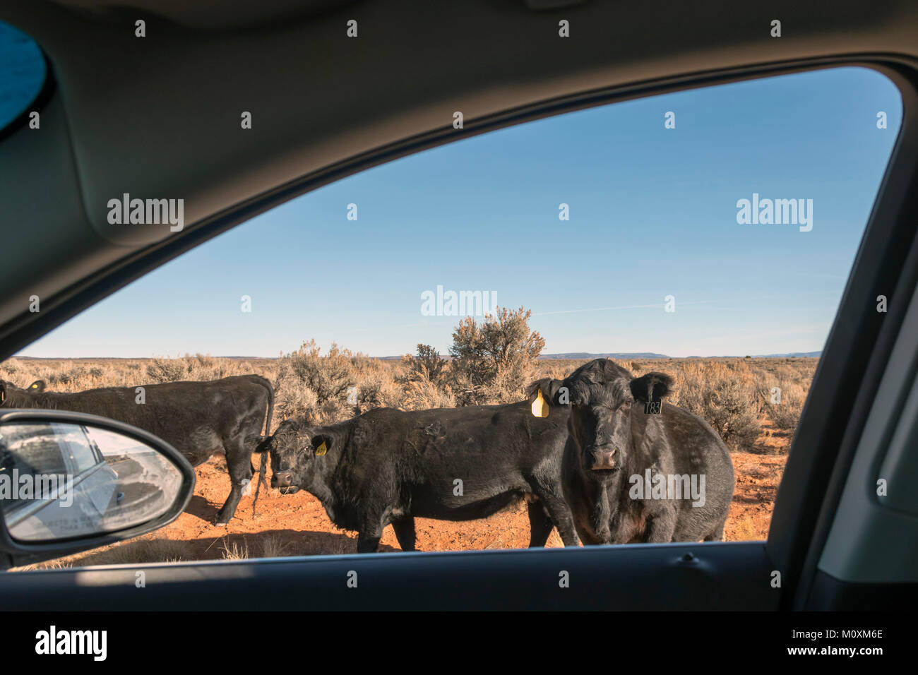 Aneth, Utah - mucche sulla gamma open nel sudest dell'Utah indagare un passaggio auto. Foto Stock