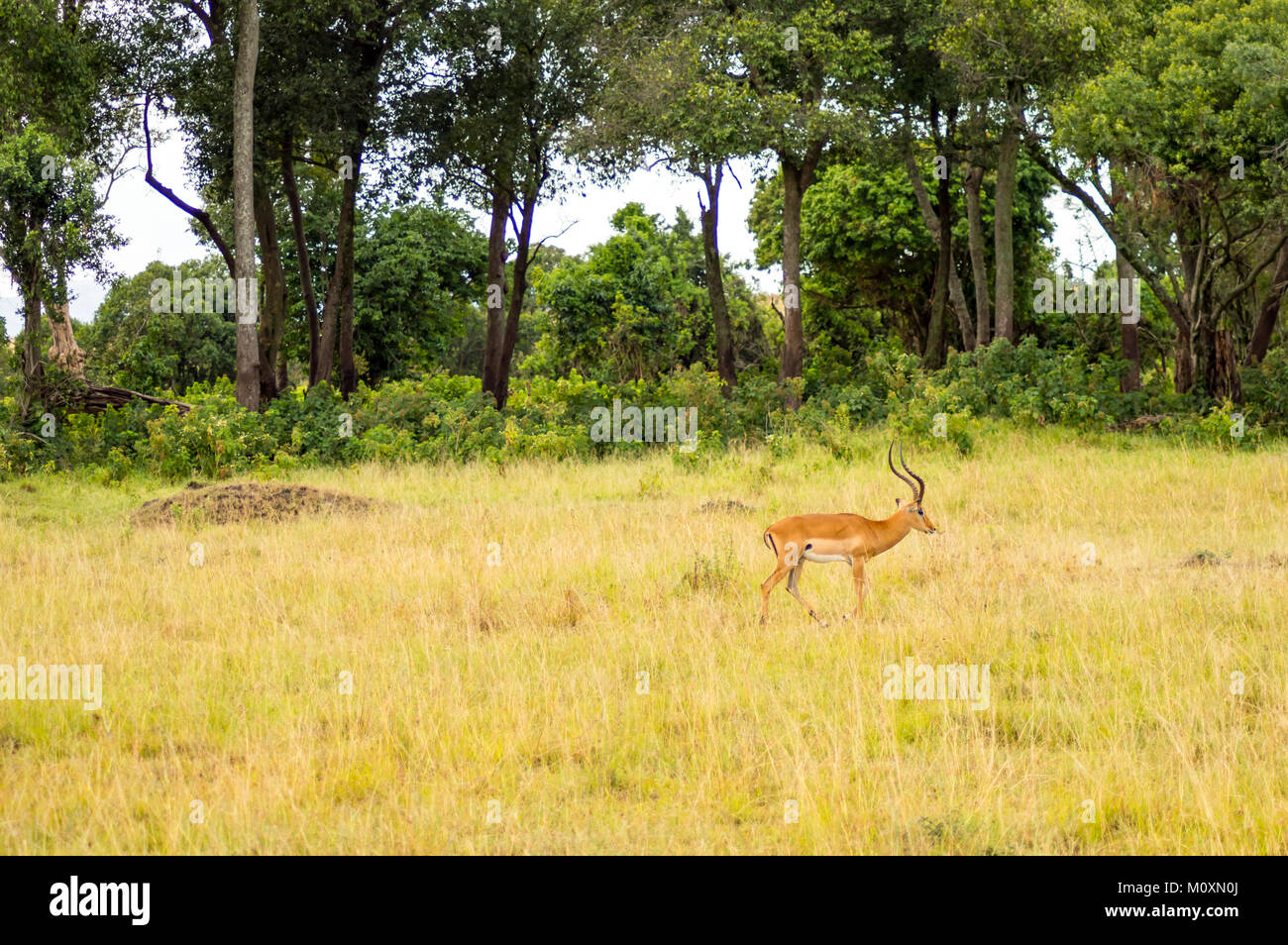 Impala pascolano in Masai Mara Park nel nord ovest del Kenya Foto Stock