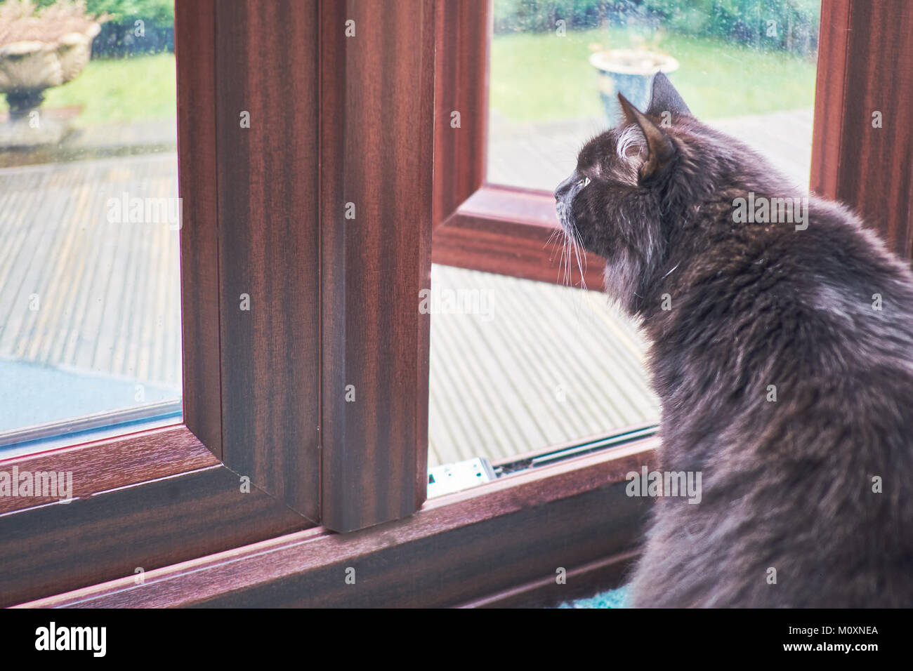 Gatto nero sat guardando al conservatorio porta, di decidere se andare fuori sotto la pioggia o non Foto Stock
