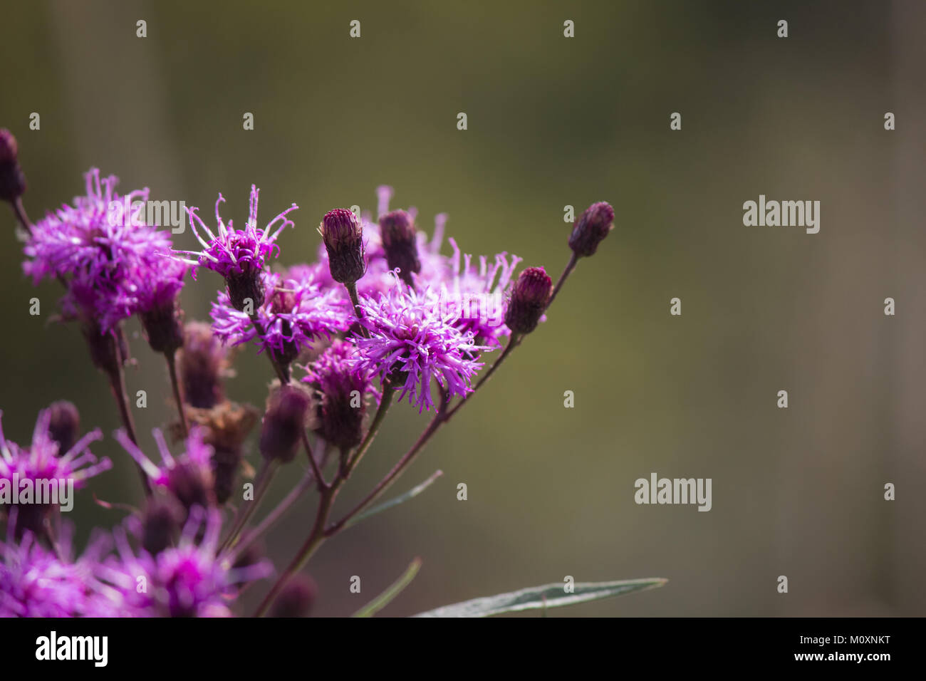 Fiori viola Foto Stock