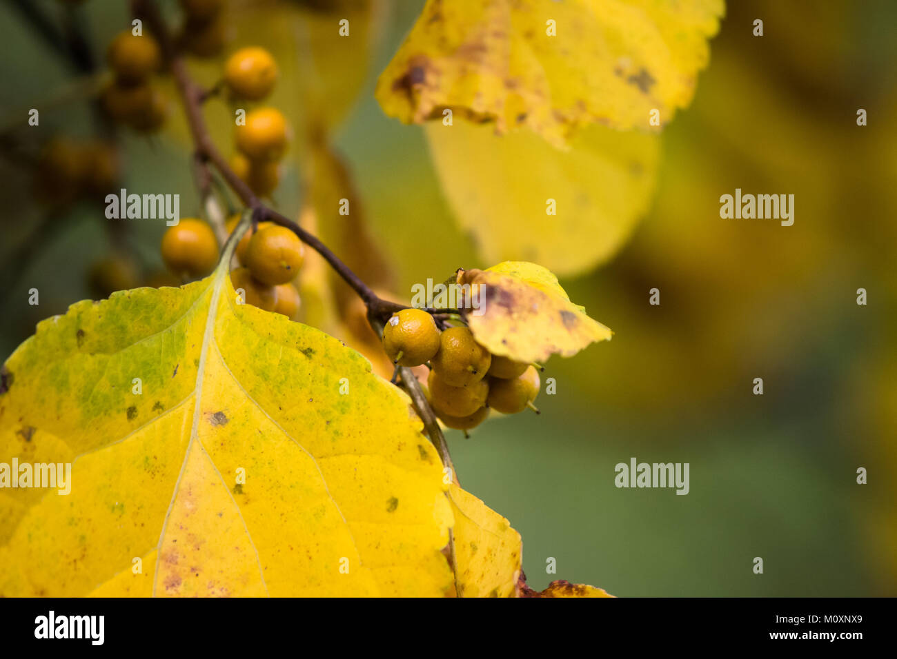 Foglia gialla Foto Stock