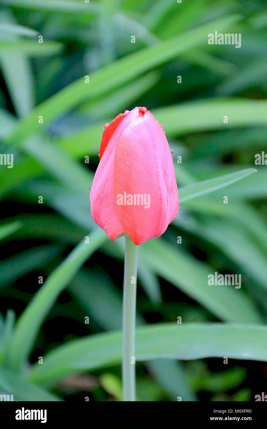 Immagine di un unico tulip su sfondo verde Foto Stock