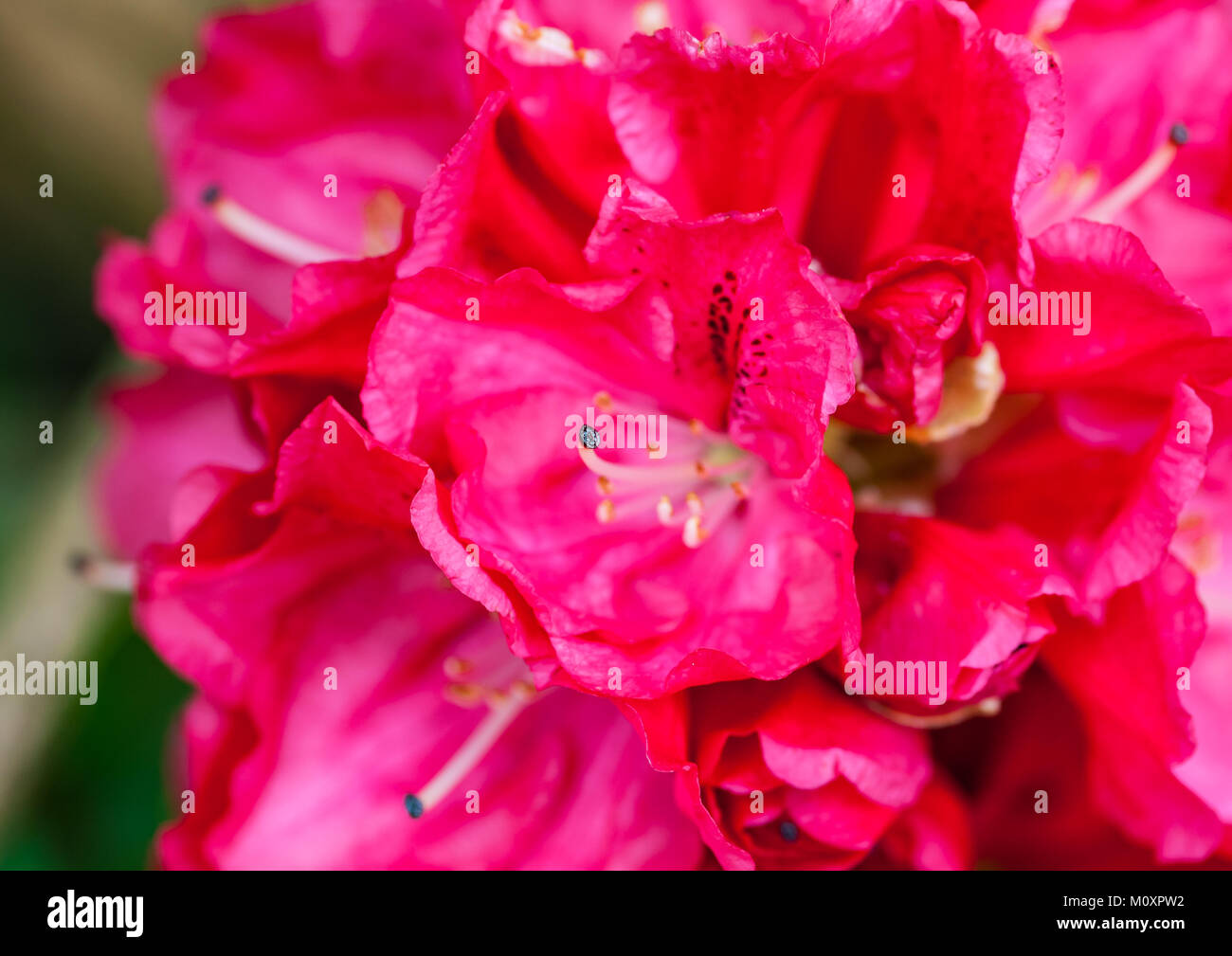 Una ripresa macro di un rosa fioritura di rododendro. Foto Stock