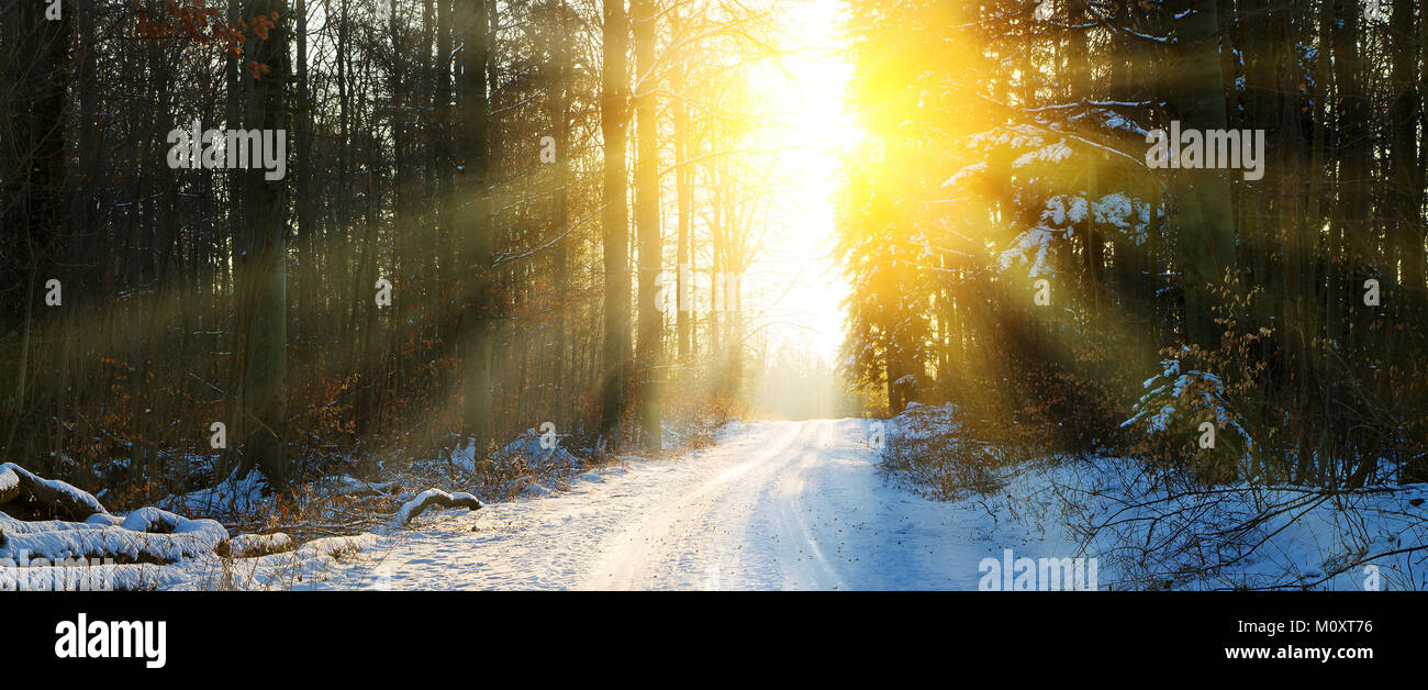 Sun nella foresta di inverno Foto Stock