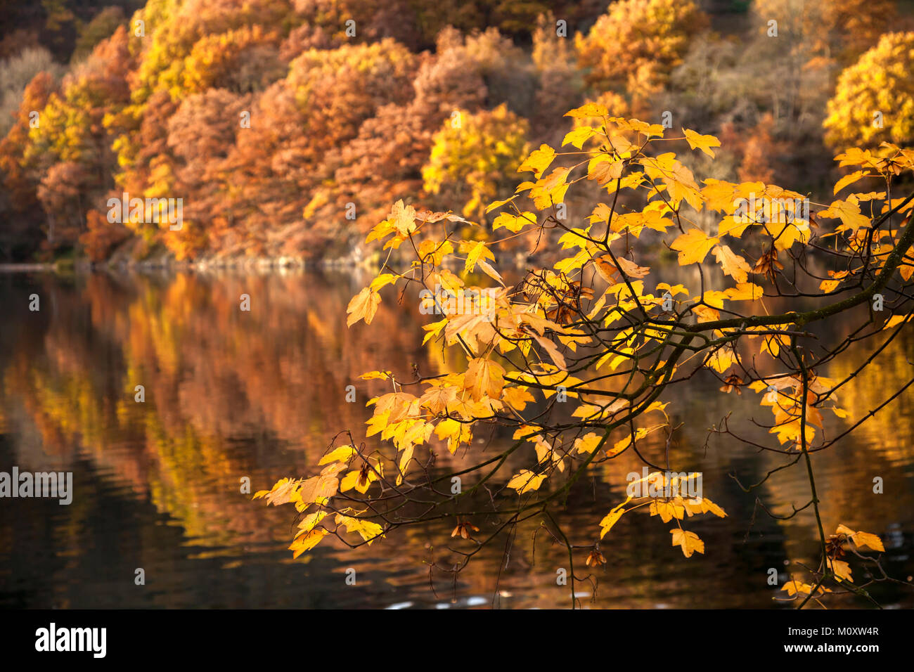 Una variopinta scena autunno nel nord Eifel, Nationalpark Eifel, Germania - vicino alla città di Heimbach. Eifel National Park è un 110-sq.km conservazione Foto Stock
