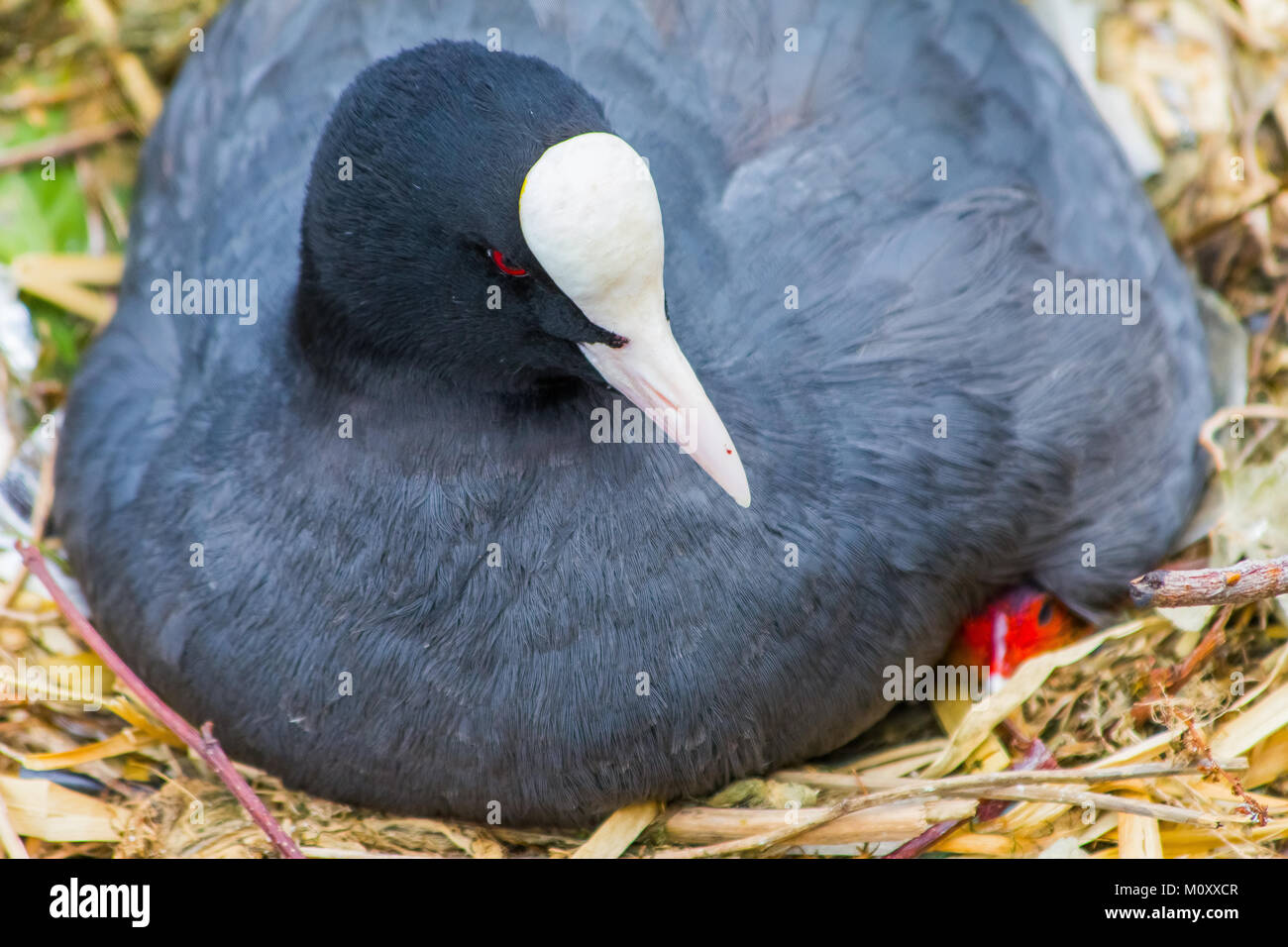 Bellissimo bambino Moorhen baby con il genitore Foto Stock