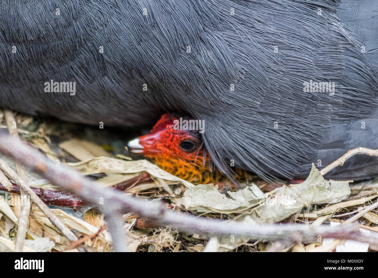 Bellissimo bambino Moorhen baby con il genitore Foto Stock