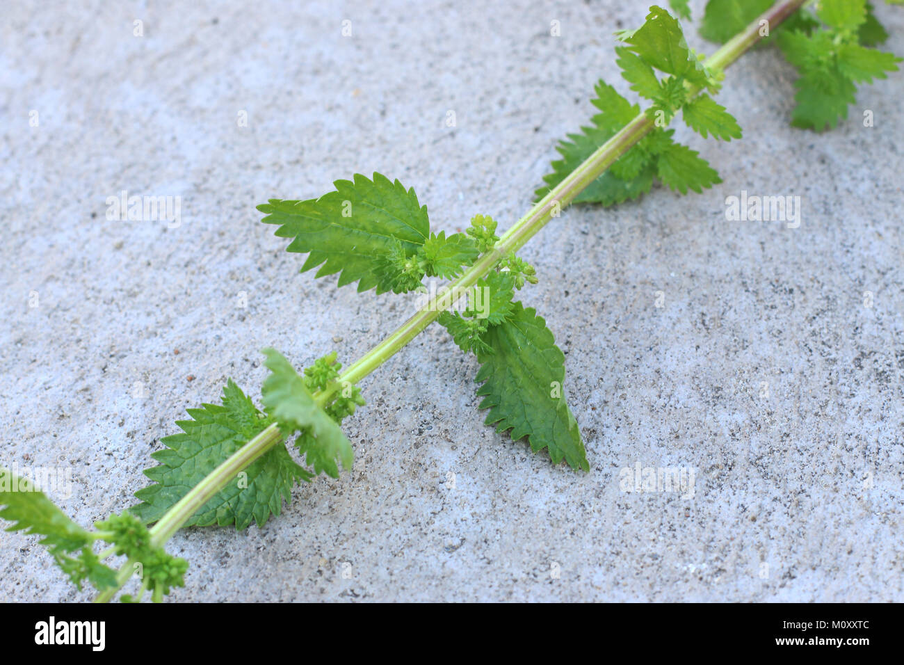 Ortica noto anche come Urtica dioica Foto Stock