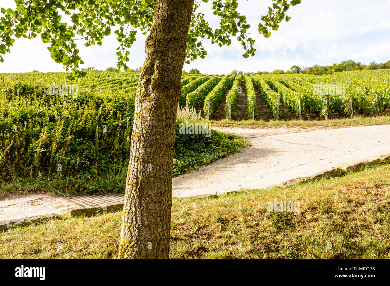 Vista di un appezzamento di vigna di champagne alla fine della giornata con il tronco di un ginkgo in primo piano. Foto Stock