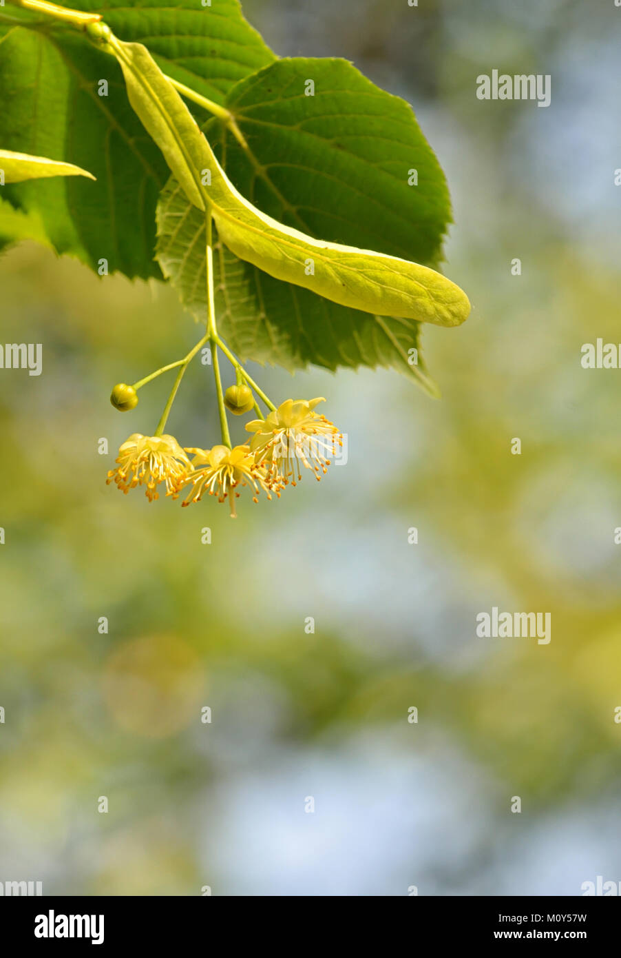 Fiori di tiglio a tree in primavera Foto Stock
