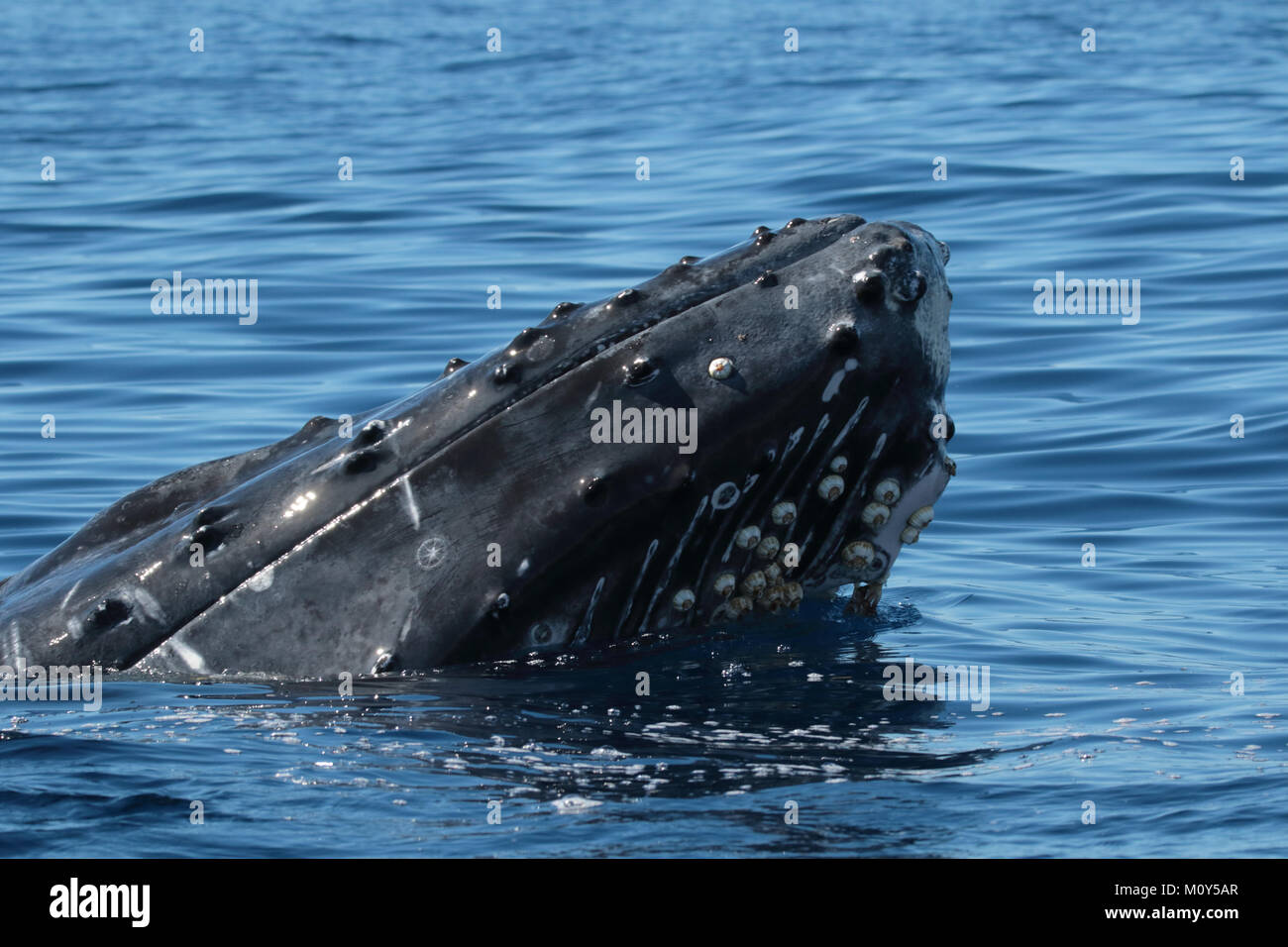 Giovane balena Humpback che si affaccia nelle acque vicino a Lahaina su Maui. Foto Stock