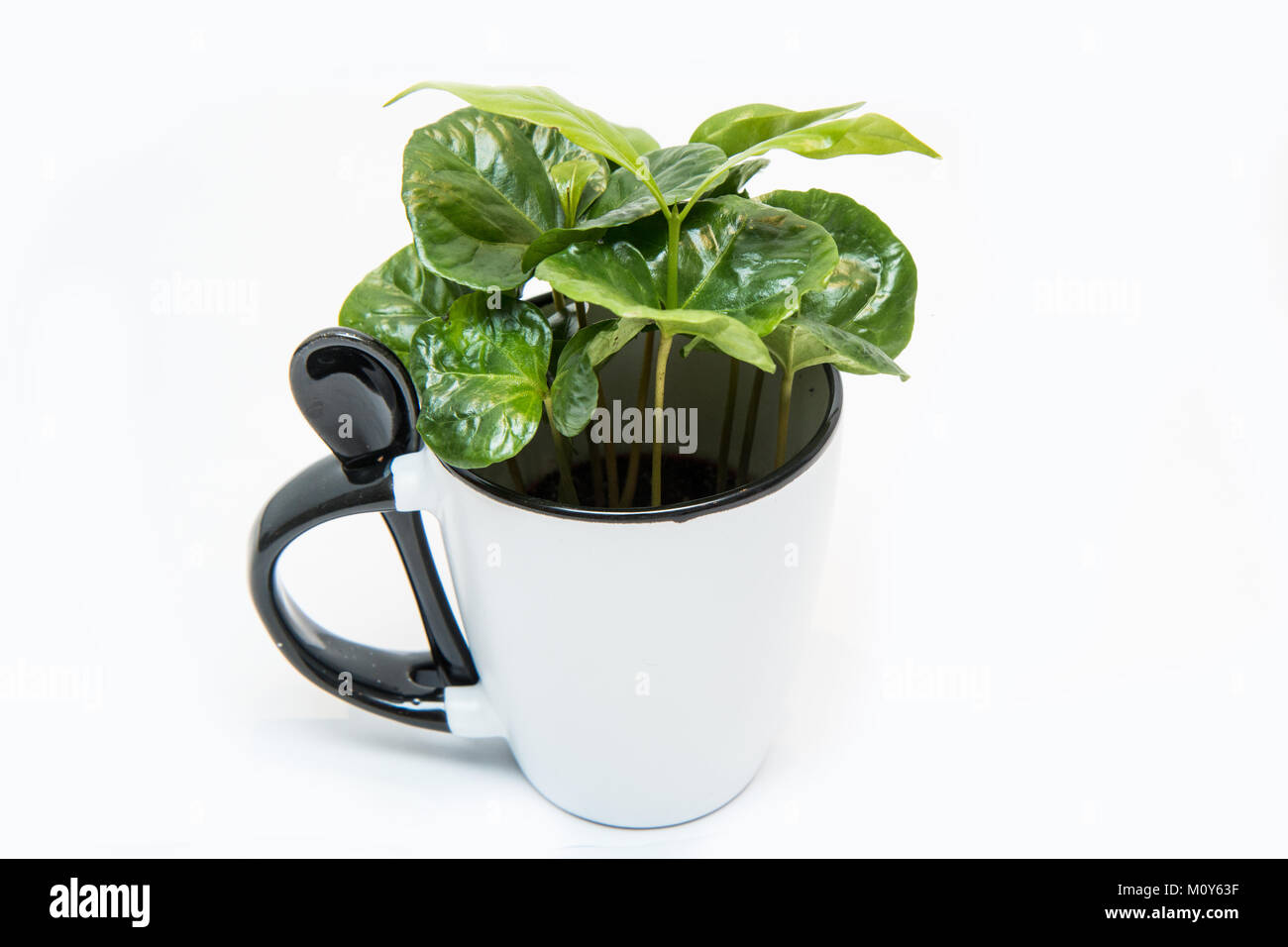 Una foto della pianta del caffè crescente dalla tazza di porcellana. La pianta è verde e fresco. Simboleggia l'ecologia, prodotto grezzo. Foto Stock