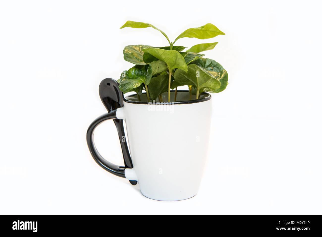 Una foto della pianta del caffè crescente dalla tazza di porcellana. La pianta è verde e fresco. Simboleggia l'ecologia, prodotto grezzo. Foto Stock