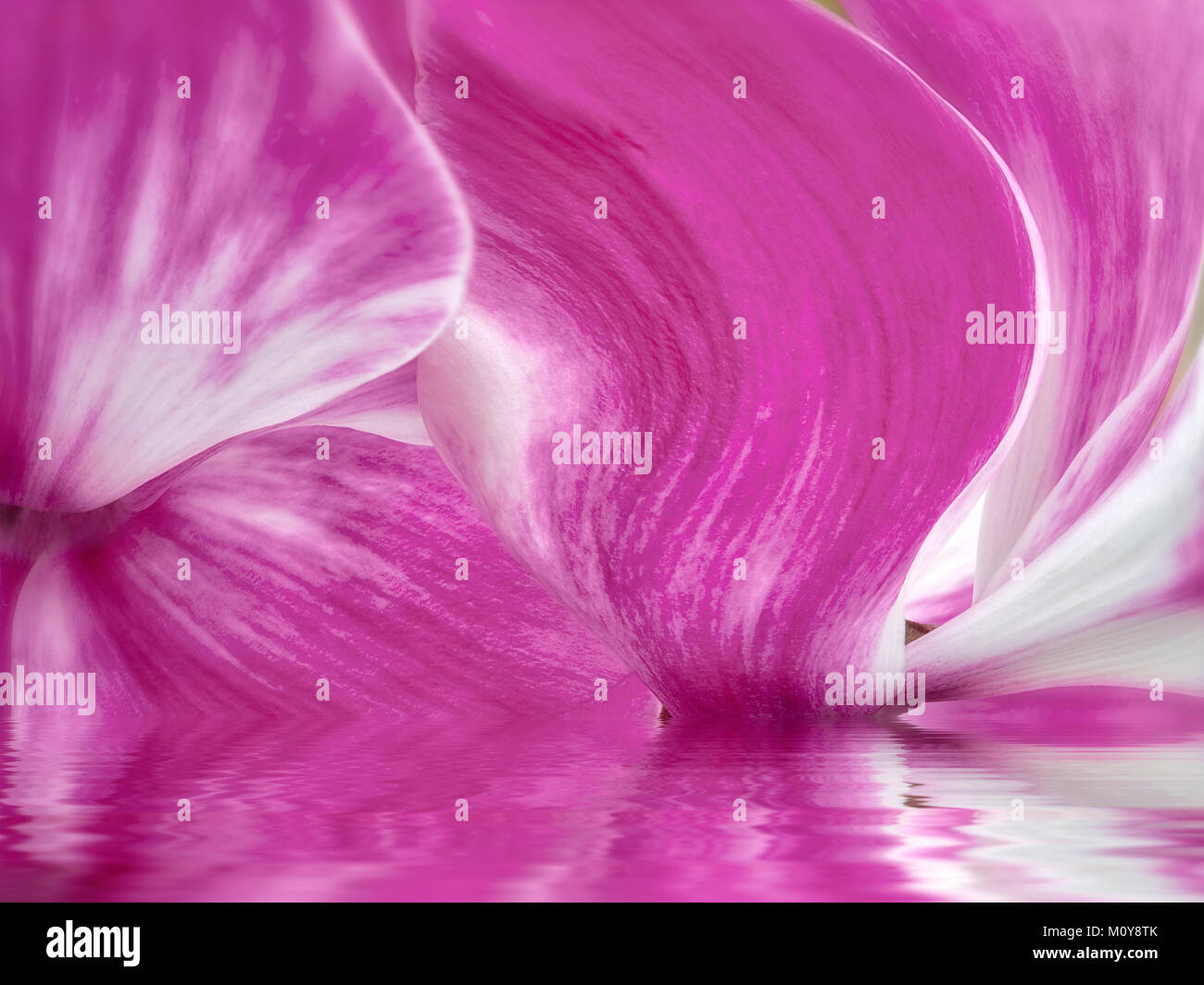 Close up di ciclamino fiore in acqua con la riflessione. Oregon Foto Stock