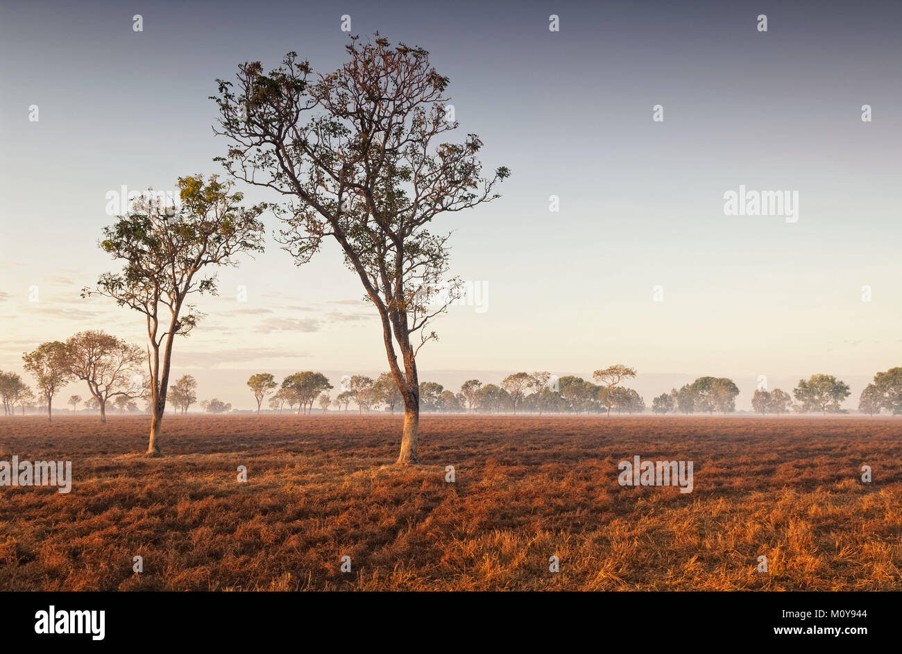 Dawn mist tra alberi nell'Outback australiano (Darwin, del territorio nord) Foto Stock