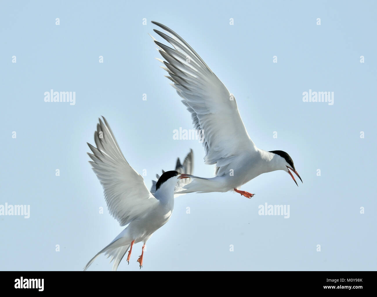 La terna di mosche tenendo un becco una coda di altri Tern. Closeup Ritratto di sterne comuni (Sterna hirundo). Adulto sterne comuni in volo sul cielo blu ba Foto Stock