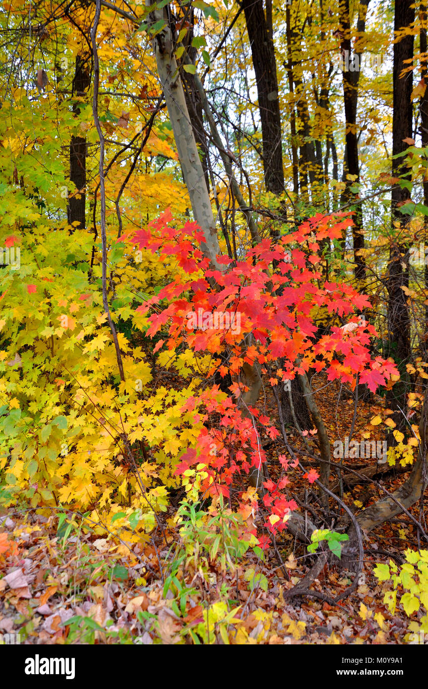 Indian summer Foto Stock