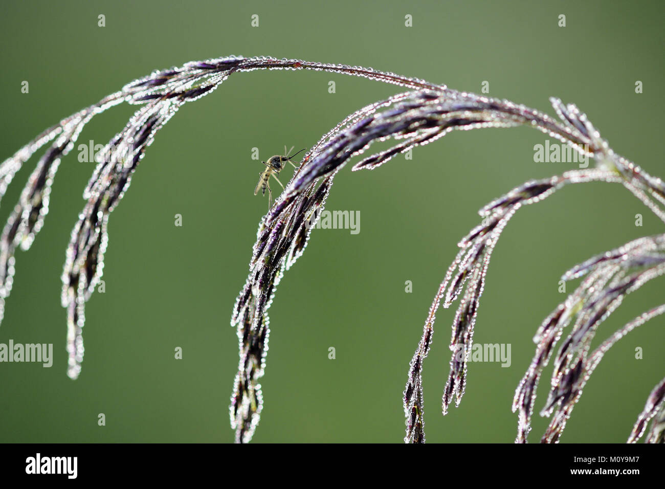 (Zanzara Culex pipiens) femmina resto sul fiore di erba, naturale sfondo verde . Giorno di estate Foto Stock