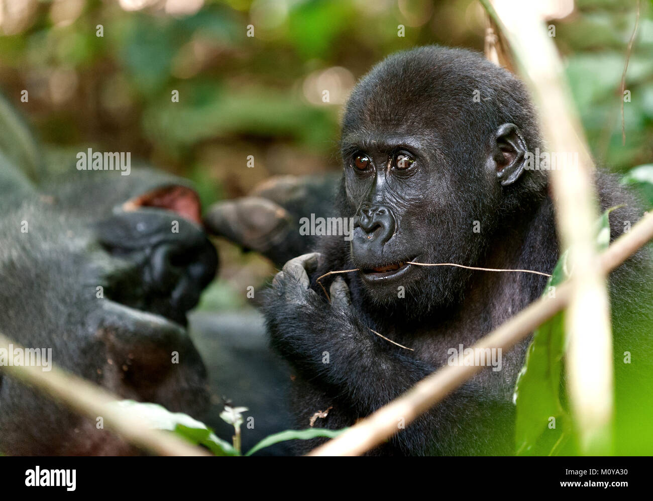 Gorilla in Congo, western pianura gorilla nella giungla del Congo. Ritratto di una pianura occidentale (gorilla Gorilla gorilla gorilla) chiudere fino a breve distanc Foto Stock