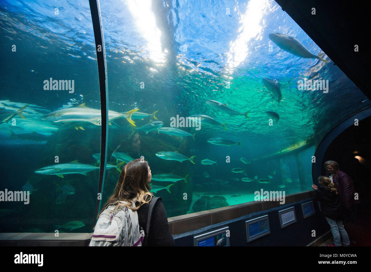 Turisti che si godono una esibiscono in Two Oceans Aquarium Cape Town, Sud Africa Foto Stock