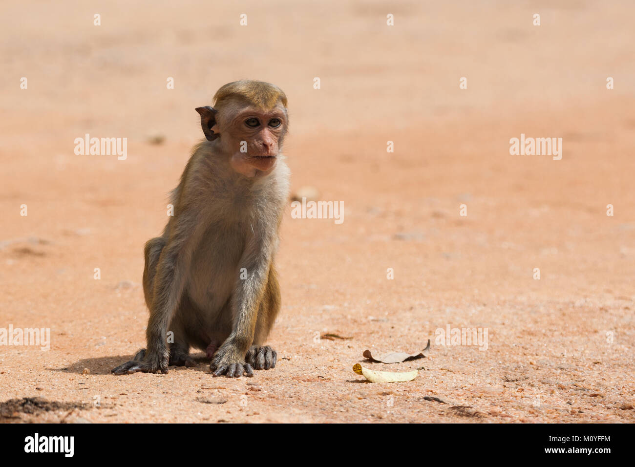 Toque scimmia macaco, Macaca sinica, Sri Lanka Foto Stock