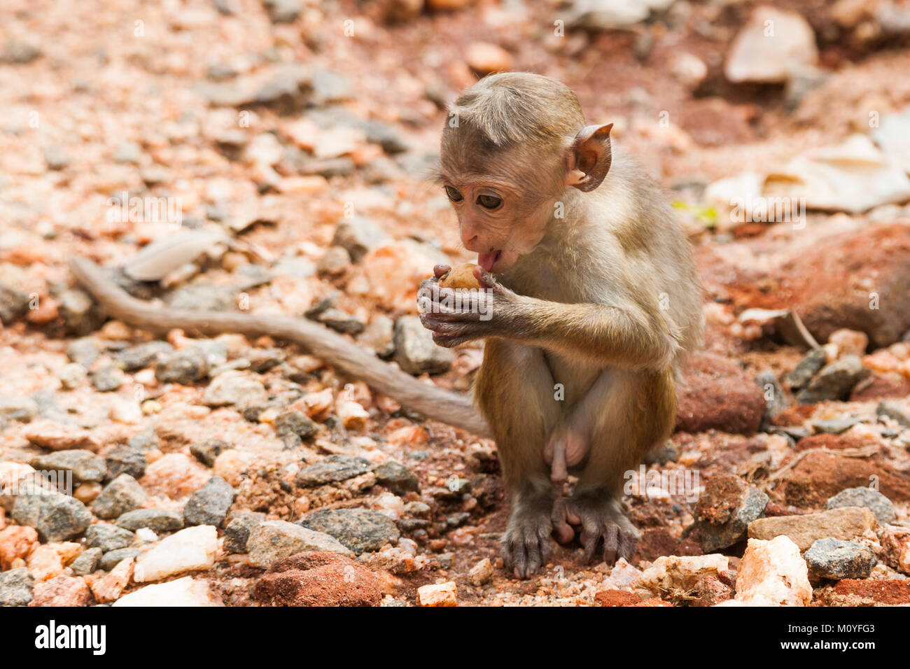 Toque scimmia macaco, Macaca sinica, Sri Lanka Foto Stock