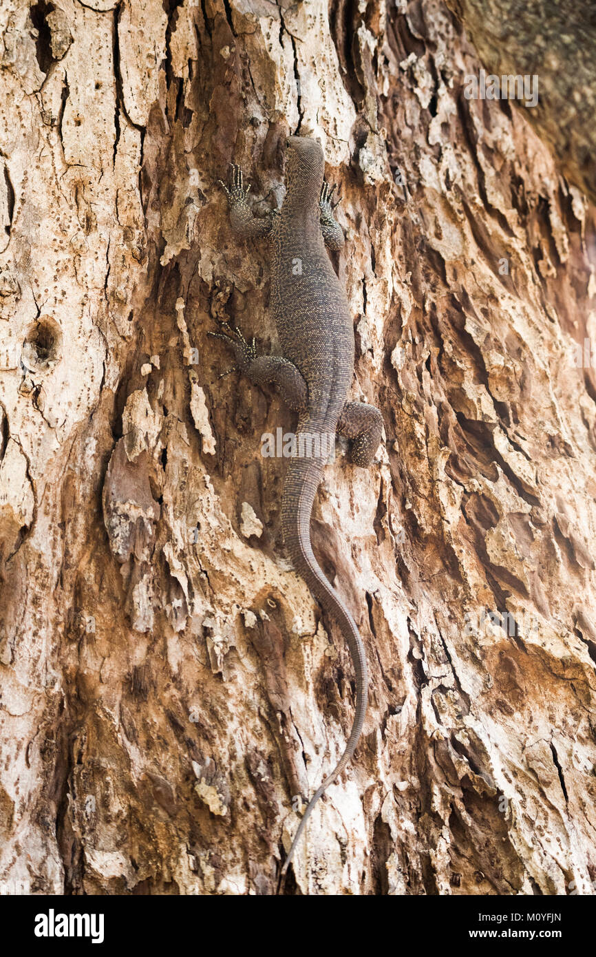 Il Bengala monitor (Varanus bengalensis) o comuni monitor indiano Foto Stock