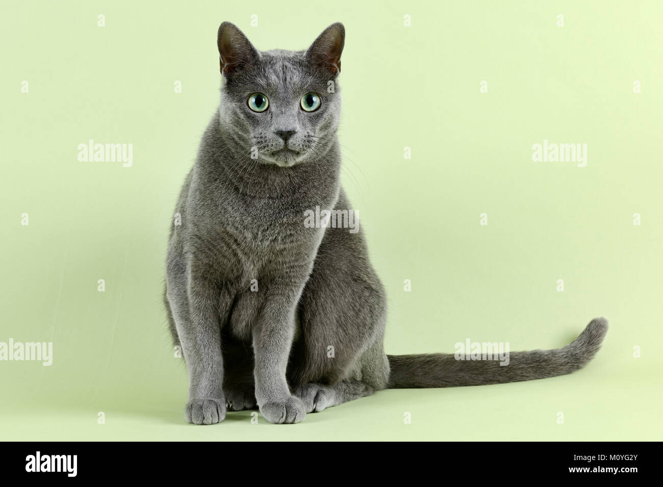 Pedigree gatto blu russo (Felis silvestris catus),maschio,età di diciotto mesi Foto Stock