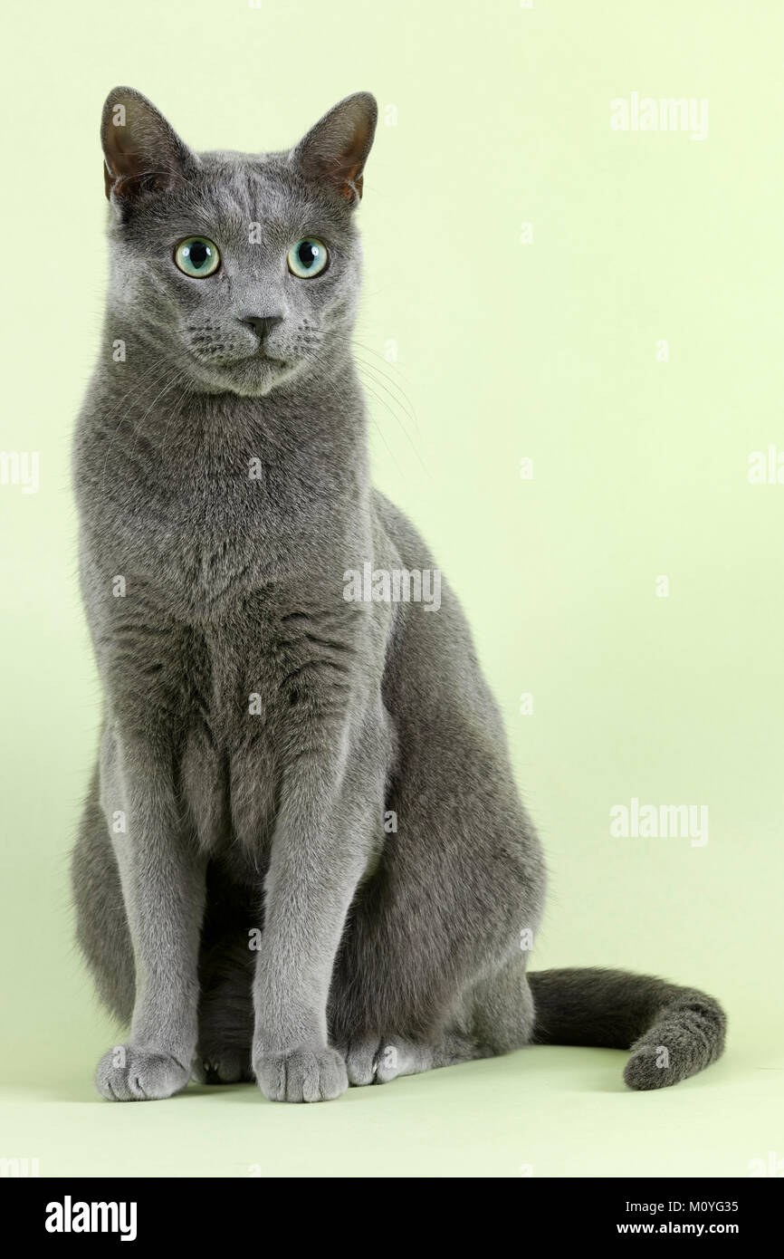 Pedigree gatto blu russo (Felis silvestris catus),maschio,età di diciotto mesi Foto Stock