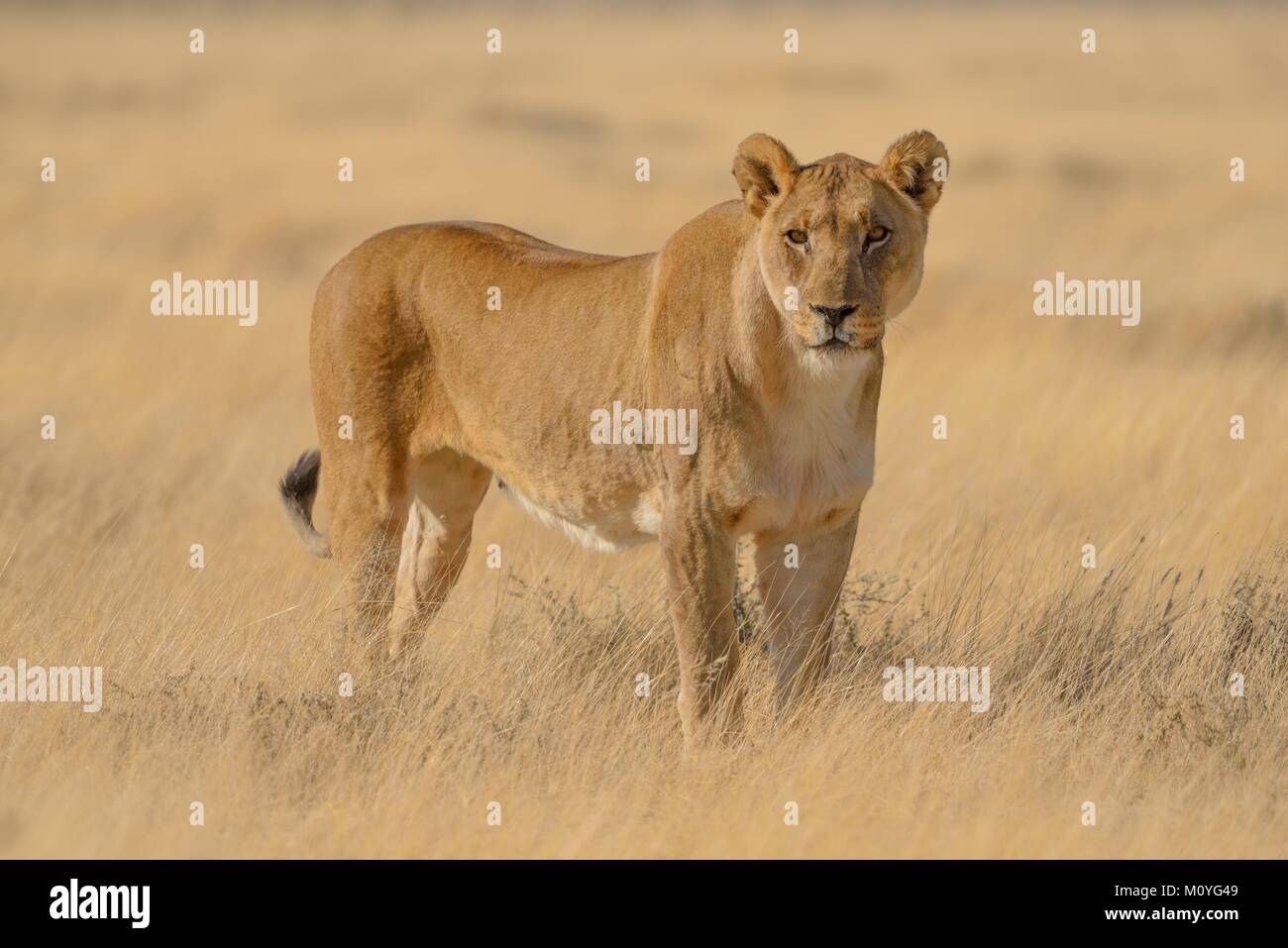 Leonessa (Panthera leo) nella prateria a secco,Parco Nazionale Etosha,Namibia Foto Stock