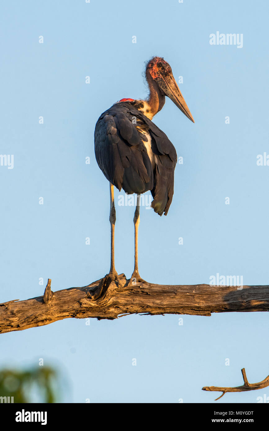 Marabou stork (Leptoptilos crumeniferus) si trova in corrispondenza di Ast,Chobe National Park,Chobe District,Botswana Foto Stock