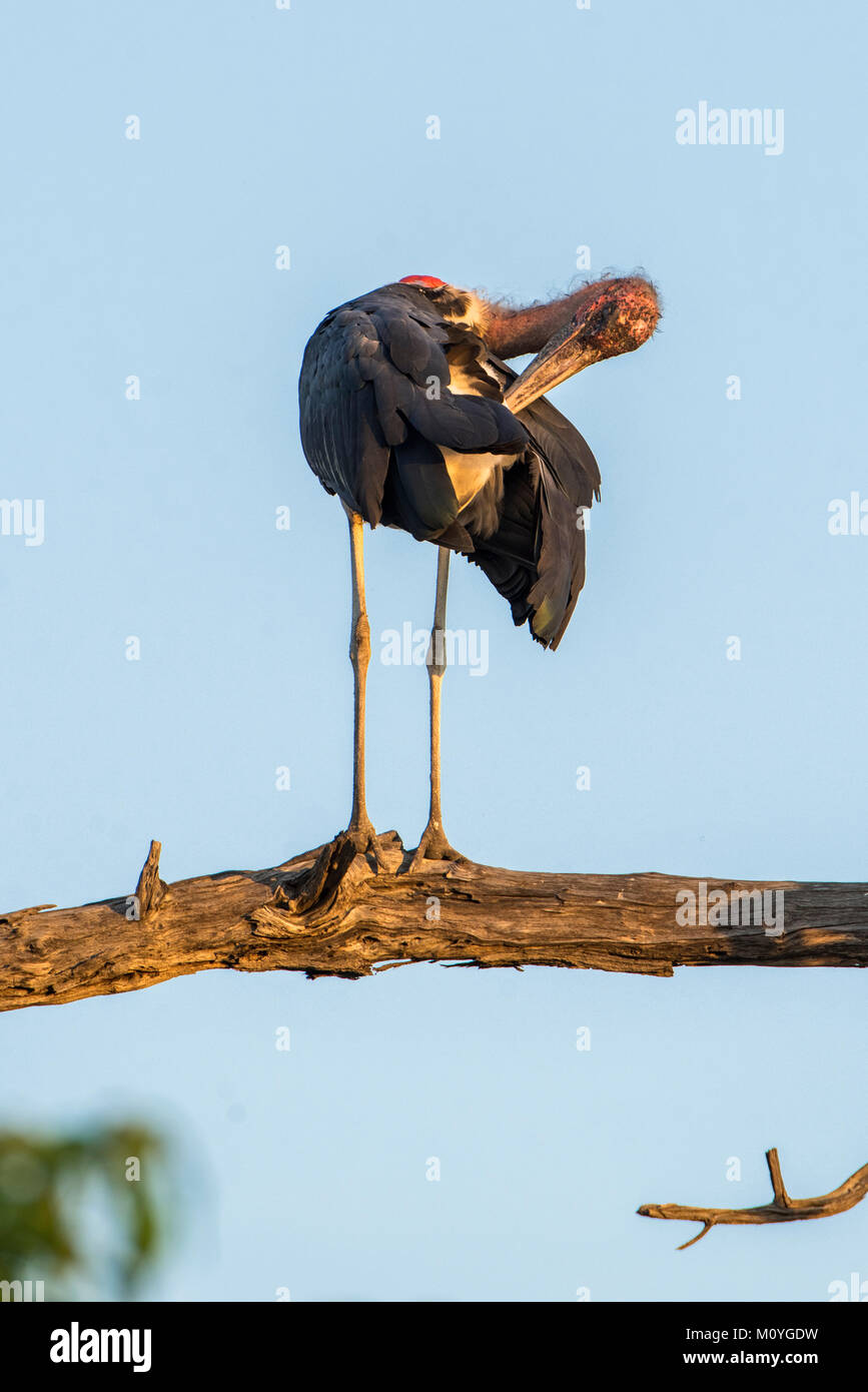 Marabou stork (Leptoptilos crumeniferus) è sul ramo,piumaggio care,Chobe National Park,Chobe District,Botswana Foto Stock