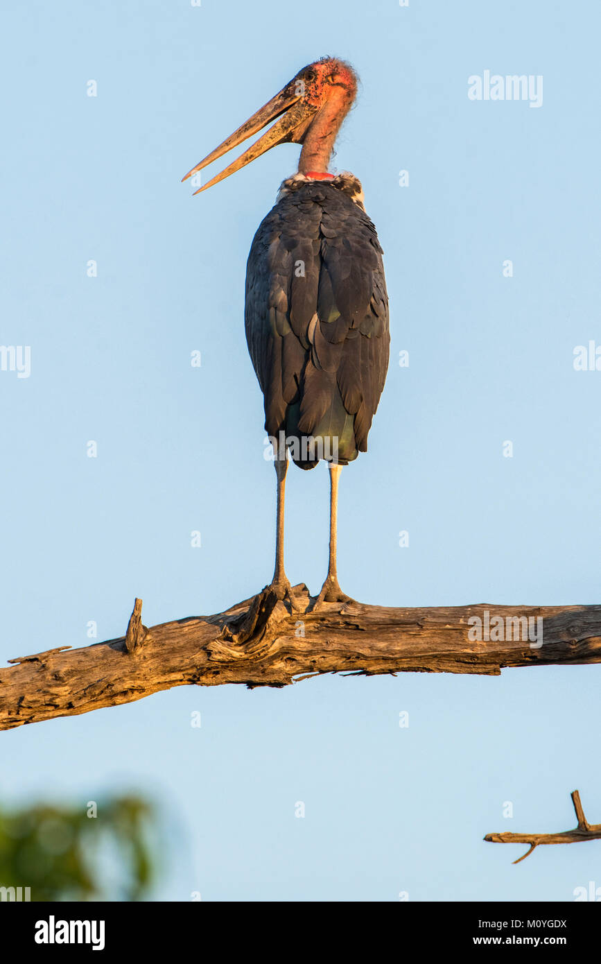 Marabou stork (Leptoptilos crumeniferus) si trova in corrispondenza di Ast,Chobe National Park,Chobe District,Botswana Foto Stock