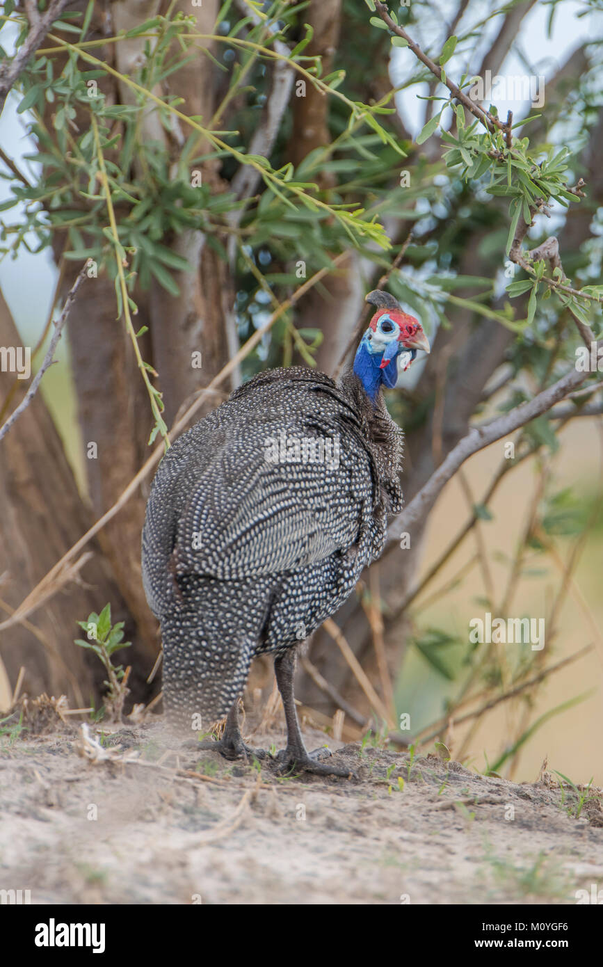 Helmeted faraone (Numida meleagris),Savuti,Chobe National Park,Chobe District,Botswana Foto Stock
