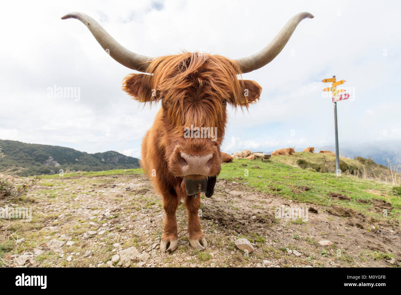 Highland scozzesi bovini (Bos taurus),sentiero escursionistico nei pressi di Bogno,Ticino, Svizzera Foto Stock