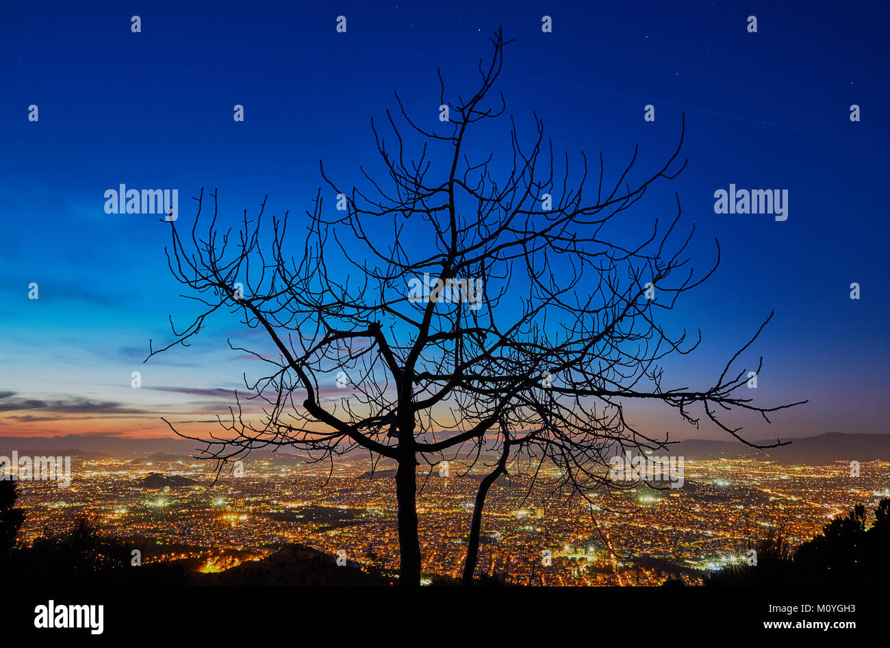 Silhouette ad albero su Atene Grecia durante la notte con la città illuminata Foto Stock