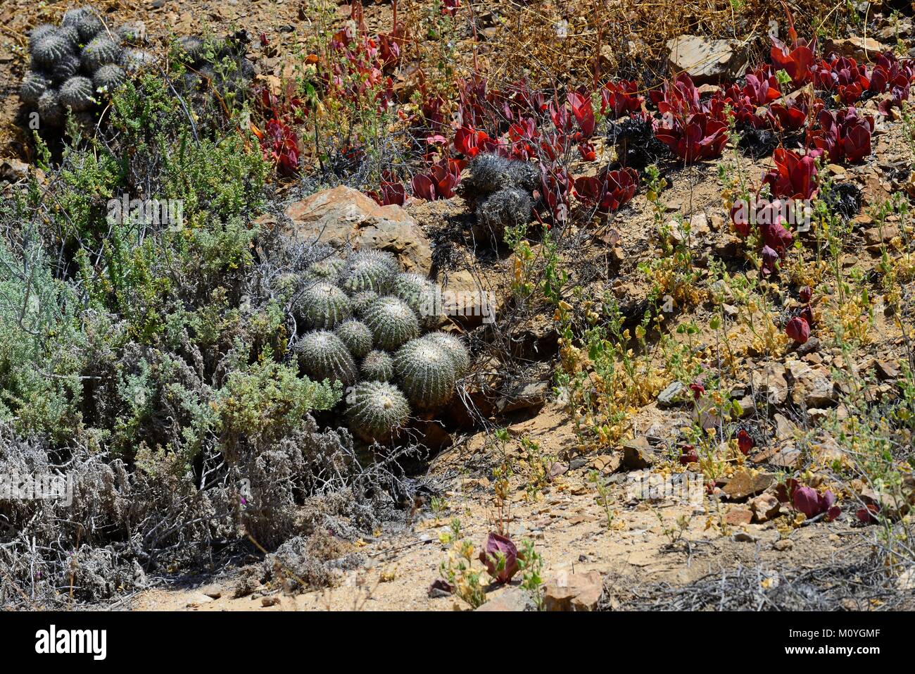 Vegetazione con cactus (Copiapoa cinerascens),Sugar Loaf Parco Nazionale,vicino a Chañaral,Región de Atacama, Cile Foto Stock