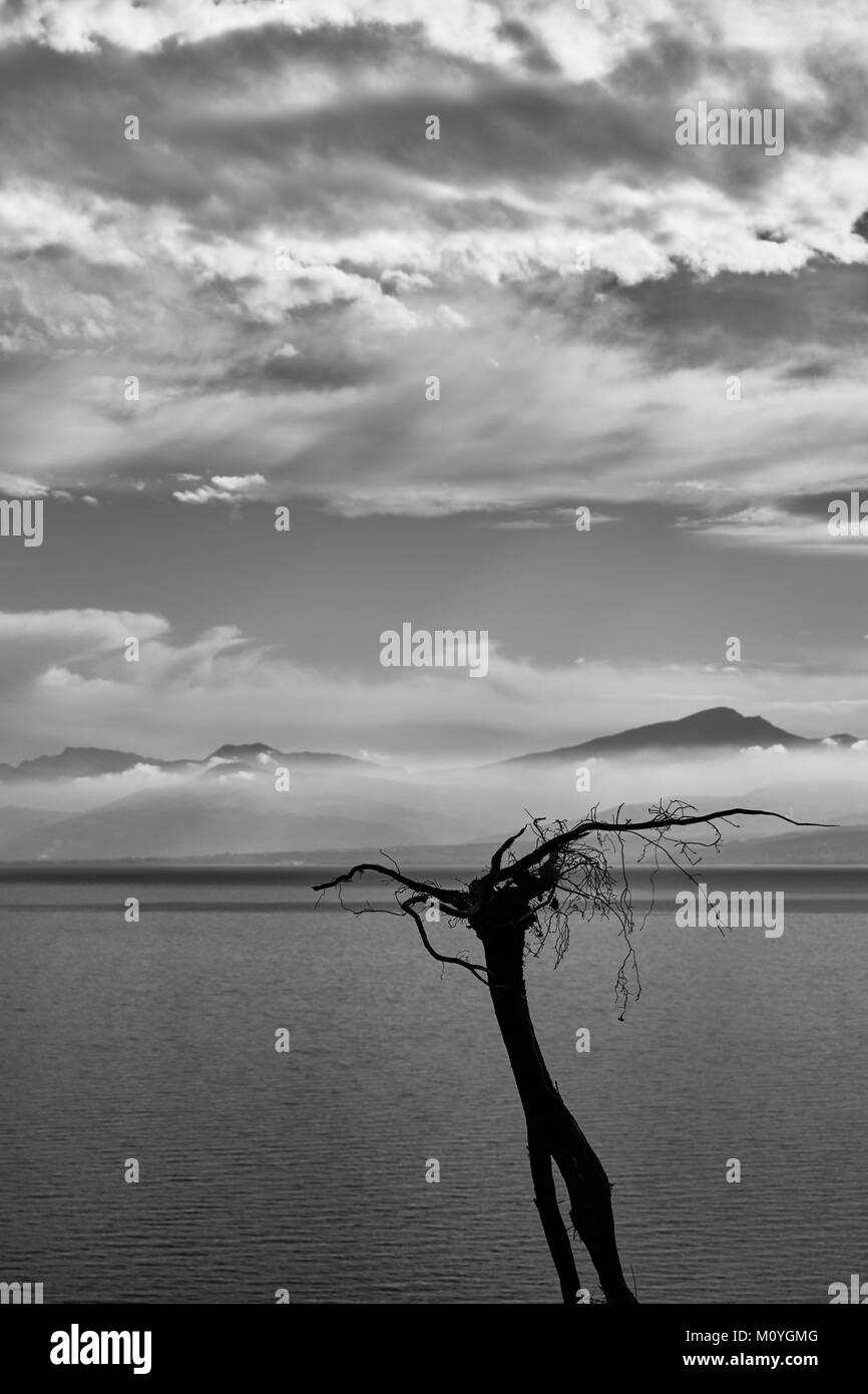 La Root tree upside down è rivolta verso il cielo con le nuvole e la montagna a sfondo bianco e nero Foto Stock