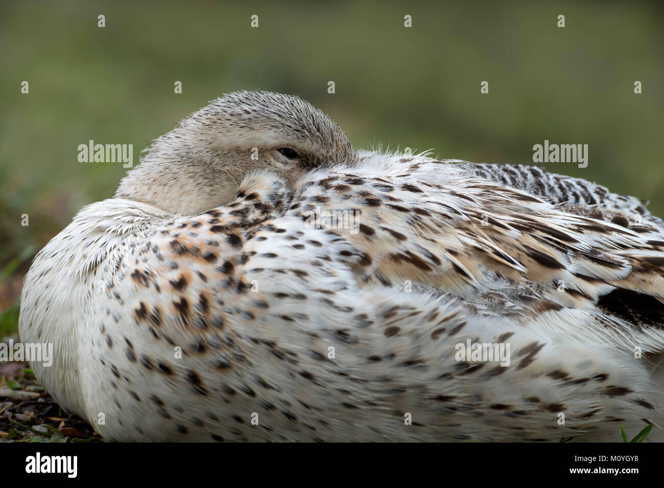 Casa anatra (Anser),con testa in piumaggio,Alto Adige,Austria Foto Stock