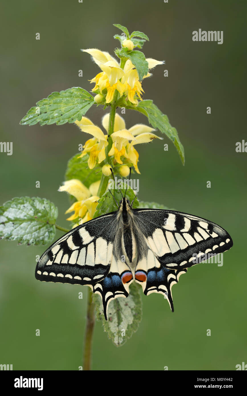 Coda forcuta (Papilio machaon) un Nessel,Alto Adige,Austria Foto Stock