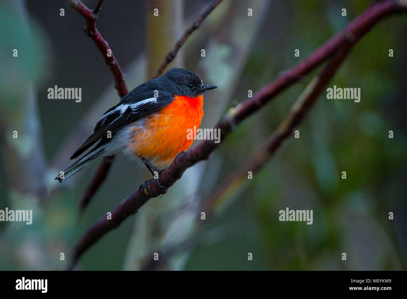 Una bella fiamma Robin pausa appena abbastanza a lungo per catturare lui in Mt Buffalo NP Foto Stock