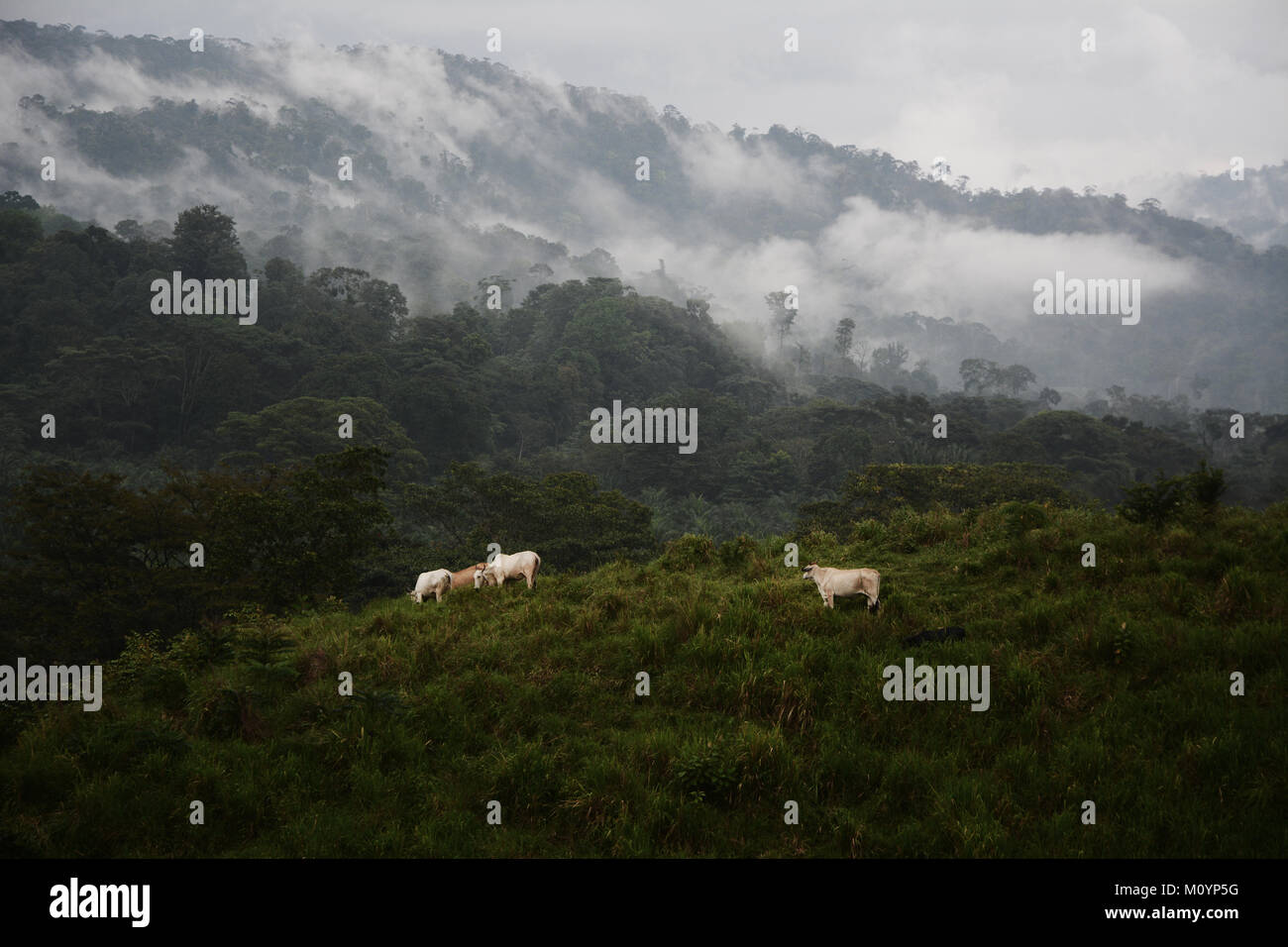 Il pascolo di bestiame accanto alla foresta pluviale tropicale sui bordi del Parco Nazionale di Corcovado sulla costa del Pacifico nel sud della Costa Rica. Foto Stock