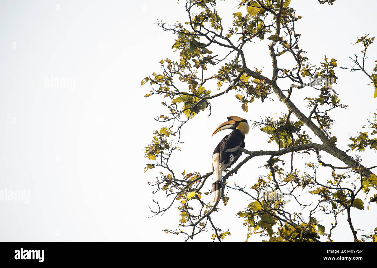 Grande Hornbill indiano nel parco di cittadino di Corbett Foto Stock