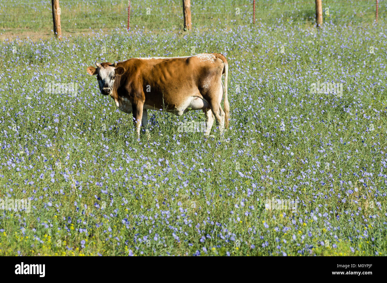 Mucca mangiare fiori blu in un pascolo occidentale. Washington, Stati Uniti d'America Foto Stock