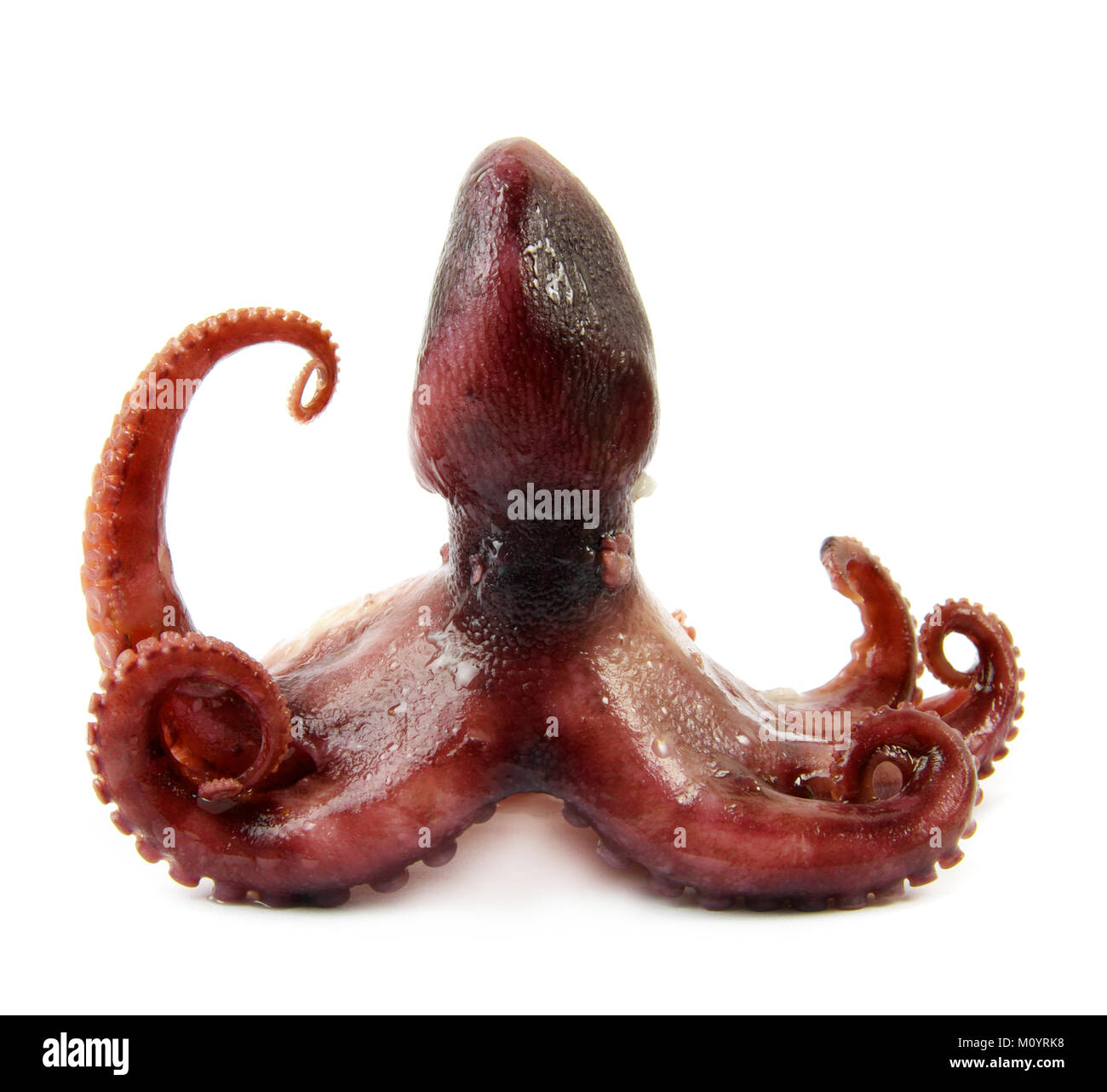 Materie octopus sul bianco Foto Stock