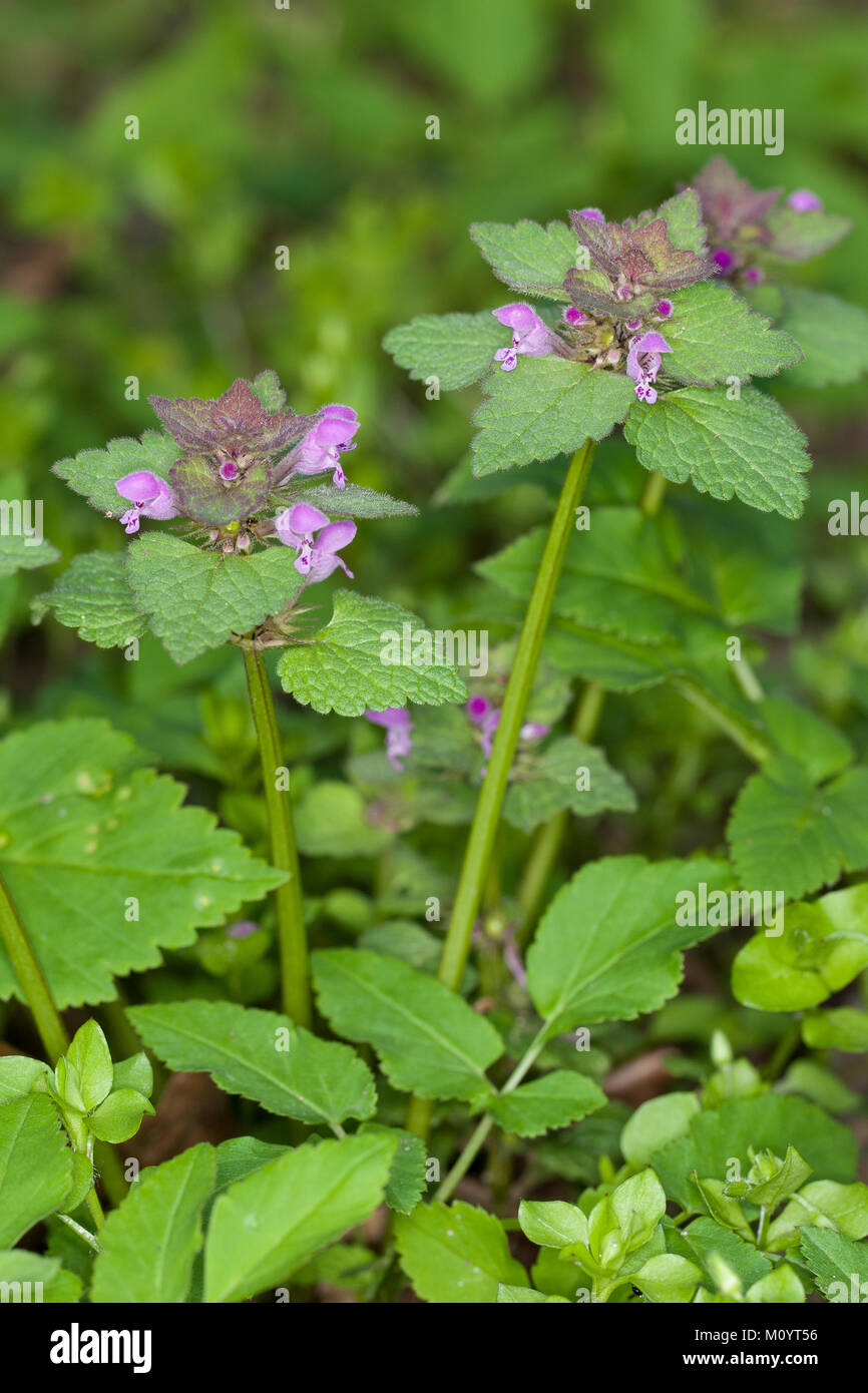 Rote Taubnessel, Lamium purpureum, deadnettle rosso, viola deadnettle, red dead-ortica, viola morti di ortica, red dead ortica, viola dead ortica, viola Foto Stock