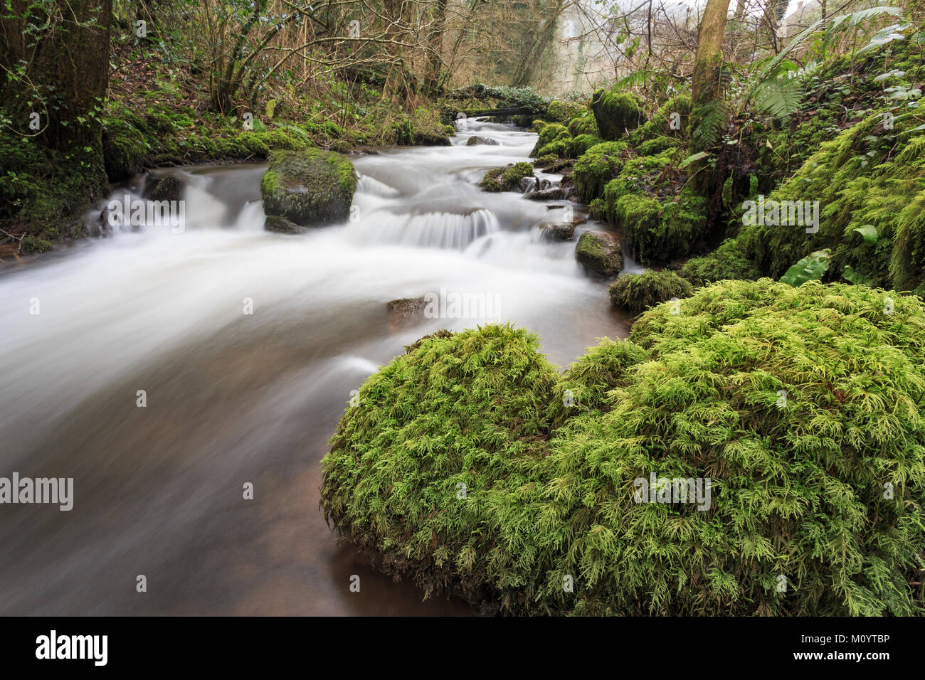 Rocce di muschio in un veloce flusso di esecuzione, Angidy River, Tintern, Monmouthshire Foto Stock