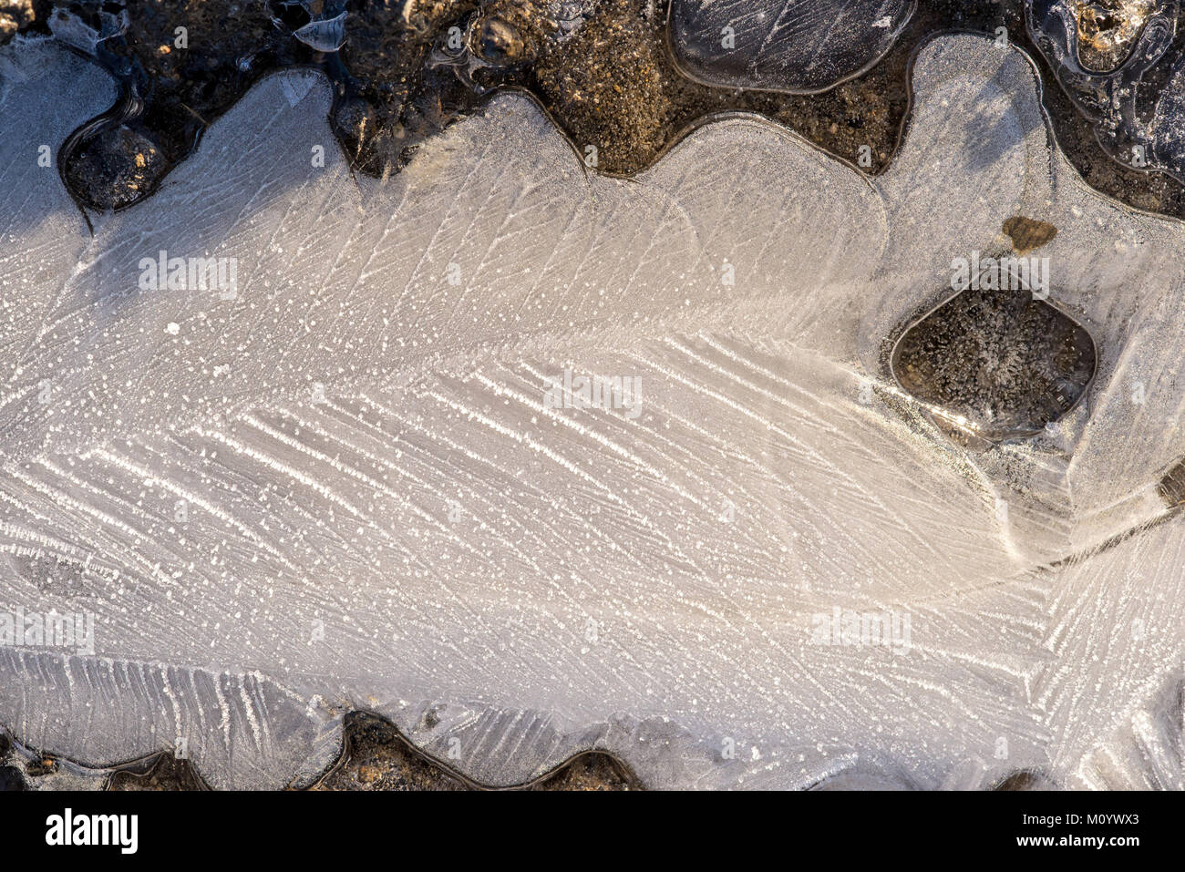 Gelido impronta di foglia in ghiaccio Foto Stock