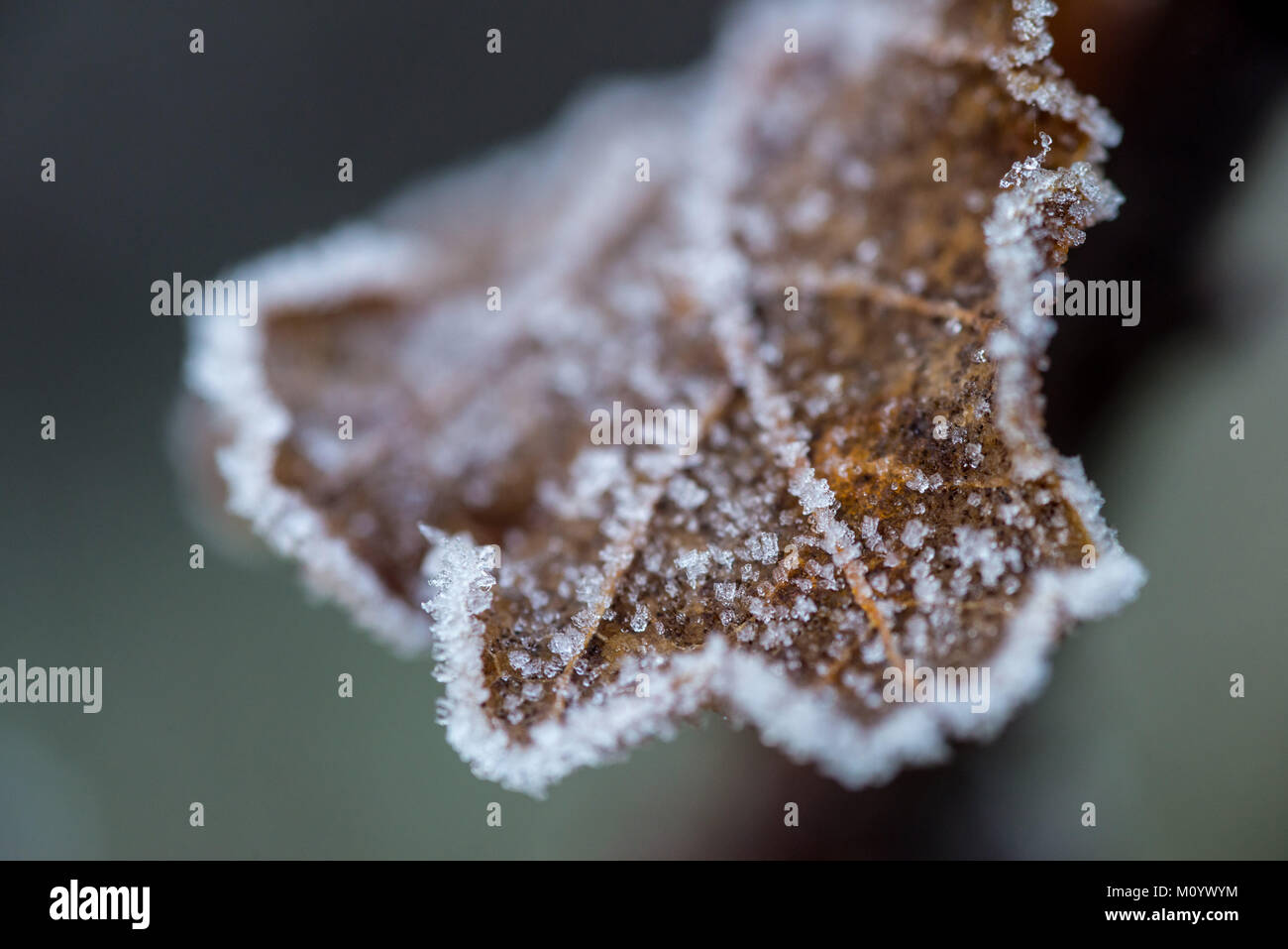Congelati foglia di ghiaccio in una fredda mattina di inverno Foto Stock